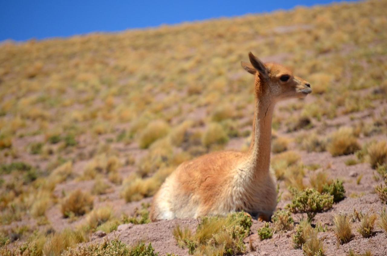 Ckuri Atacama Casa de hóspedes *