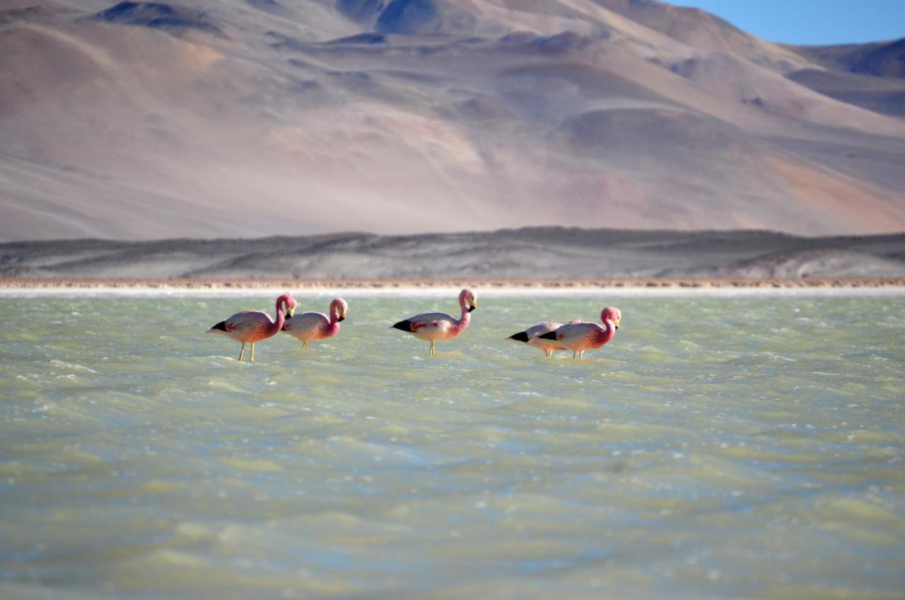Ckuri Atacama Casa de hóspedes