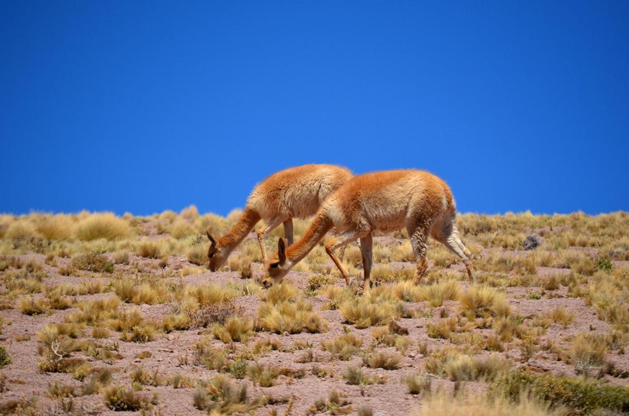 Ckuri Atacama Casa de hóspedes *