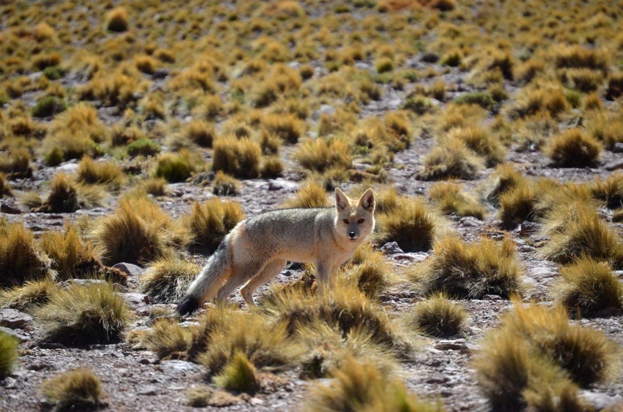 Ckuri Atacama Casa de hóspedes *